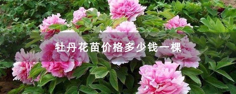 牡丹花苗价格多少钱一棵