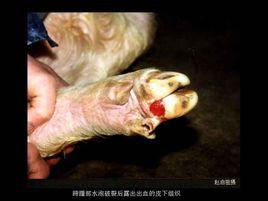 猪口蹄疫