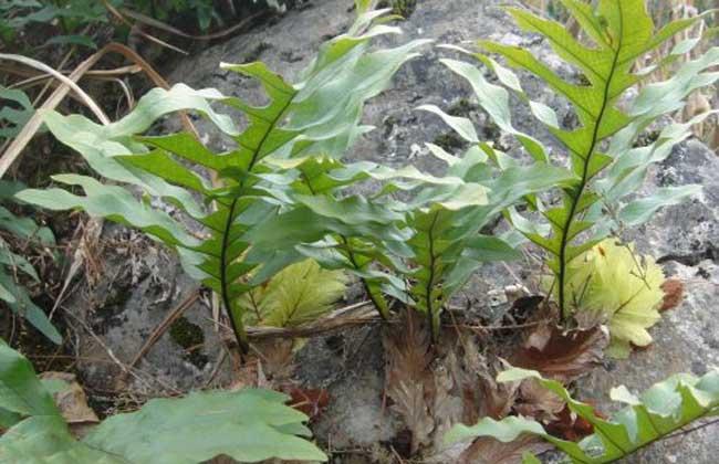 骨碎补别称崖姜,岩连姜,爬岩姜,肉碎补等,为骨碎补科骨碎补属蕨类