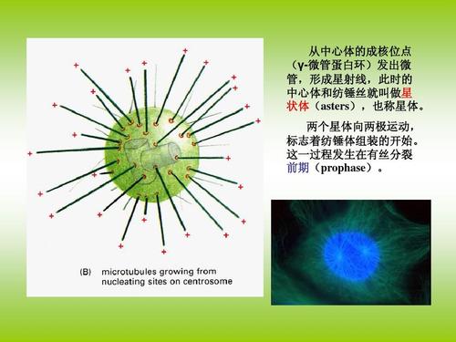 纺锤体和染色体运动ppt