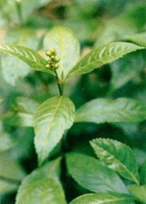 与肿节风相关的词条