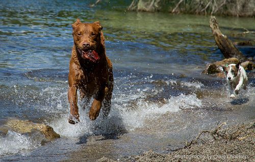 切萨皮克海湾寻回犬