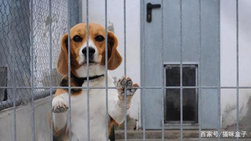 比格犬为什么被国际公认为最好的实验犬?