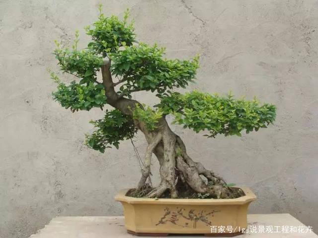 用小叶女贞作为盆景素材,一般是春季萌芽前采挖生桩.