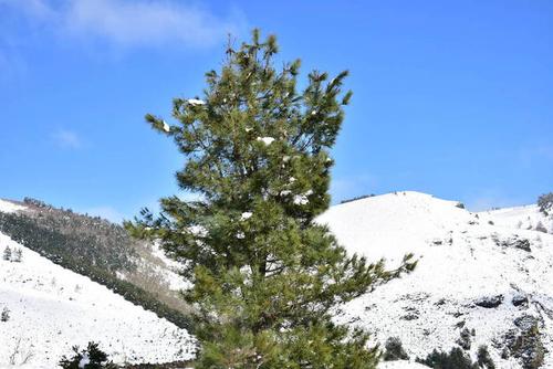 有雪山和松树的冬季景观. 蓝天晴天. 西班牙卢戈·加利西亚.