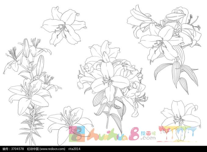 高雅纯洁小百合 百合花简笔画图片大全(6)