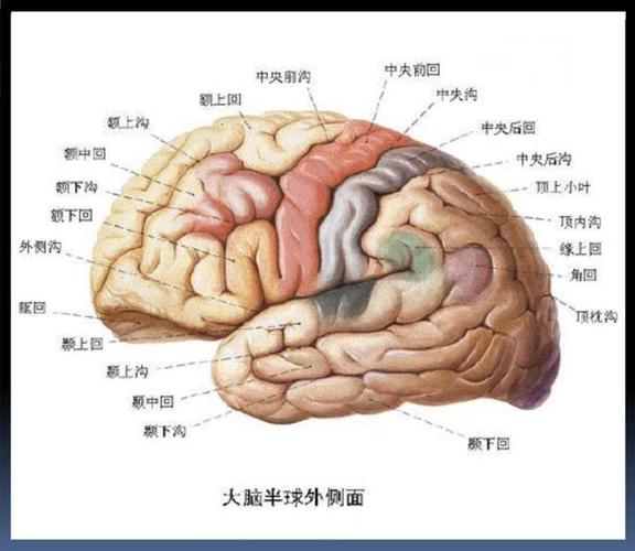 人脑只用了35开发出50就不得了这种说法靠谱吗