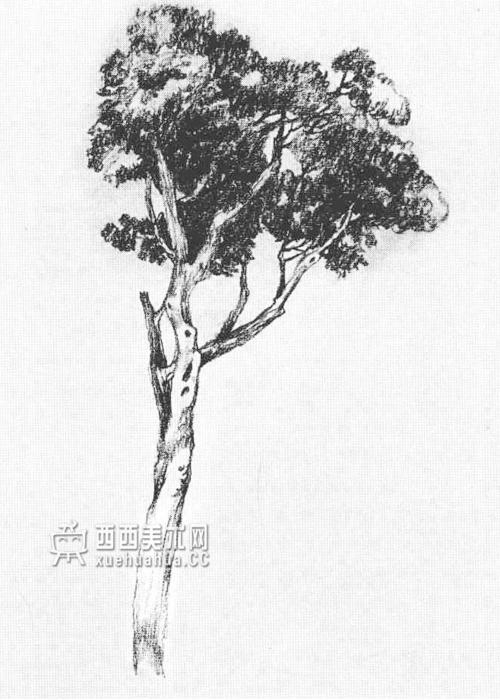怎样画树素描树的画法详解教程