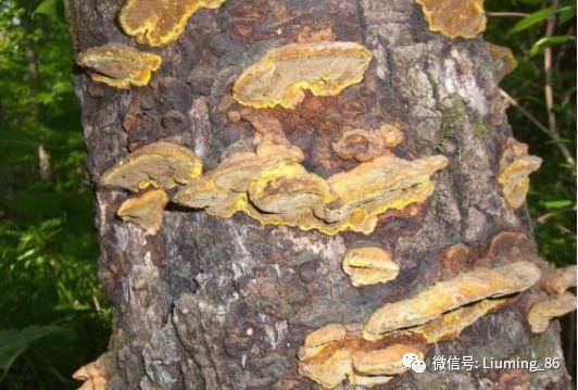 桑树上"黄耳朵",若遇到请采摘,被称为"森林黄金"数万元一斤