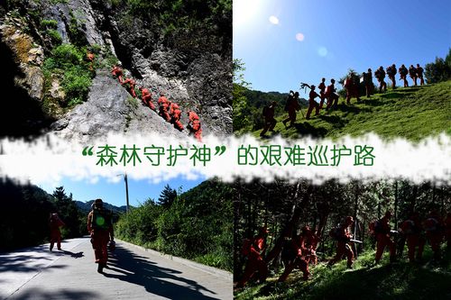 森林守护神的艰难巡护路