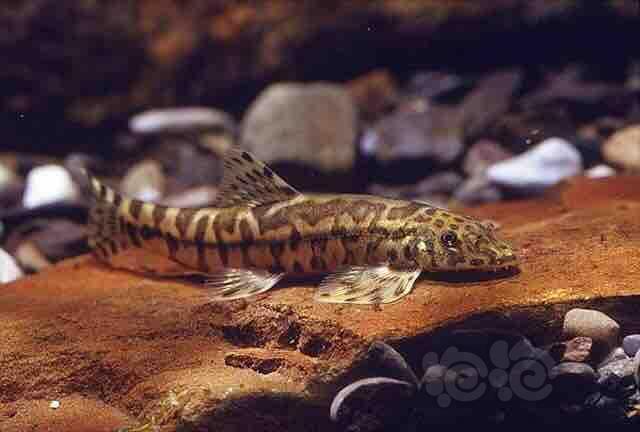 【国内原生鱼】盘点几种常见吸鳅