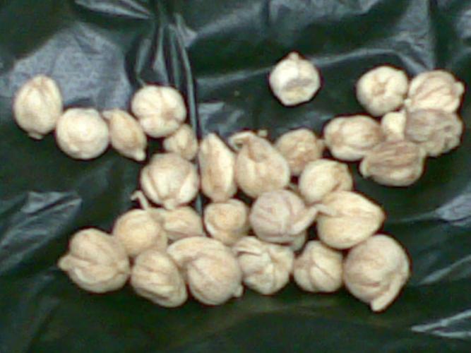 大家知道这是什么样的珍珠果吗?请告诉我原产地和批发