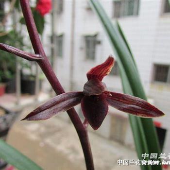 大理黑花(紫红素)