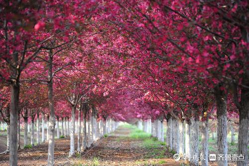 日照五莲海棠花盛开明媚嫣然