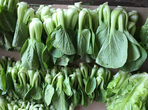 南北方青菜之争来广西的北方人这个问题要注意了