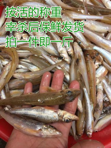 河源小河鱼沙丁鱼杂鱼新鲜万绿湖生特价促销原生态鲜活水产食用