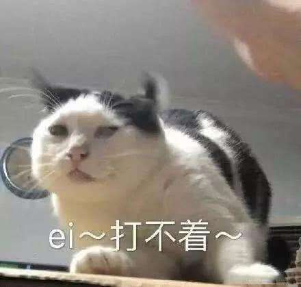 猫咪表情包:大人说话,小孩别插嘴