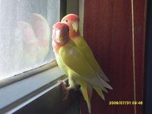 日本黄桃脸牡丹鹦鹉|1|6