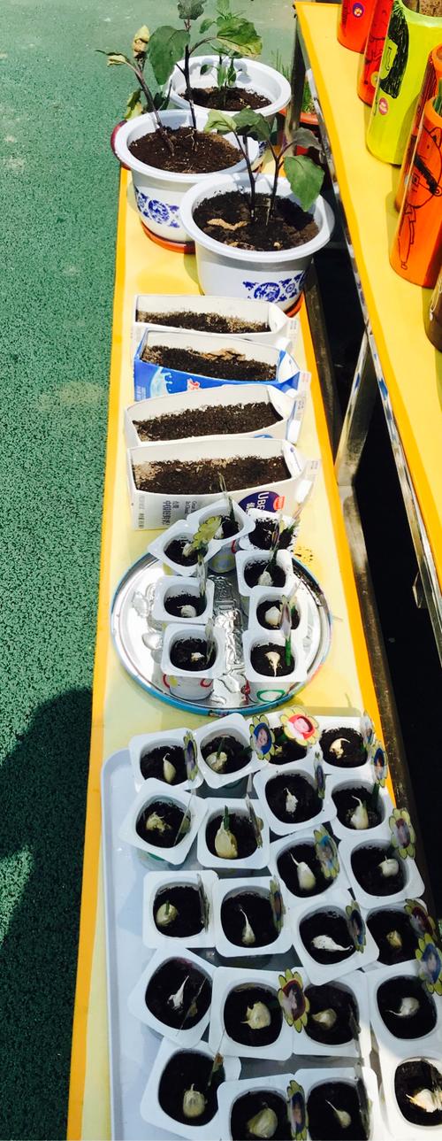 废物改造—-小二班酸奶盒趣味种植