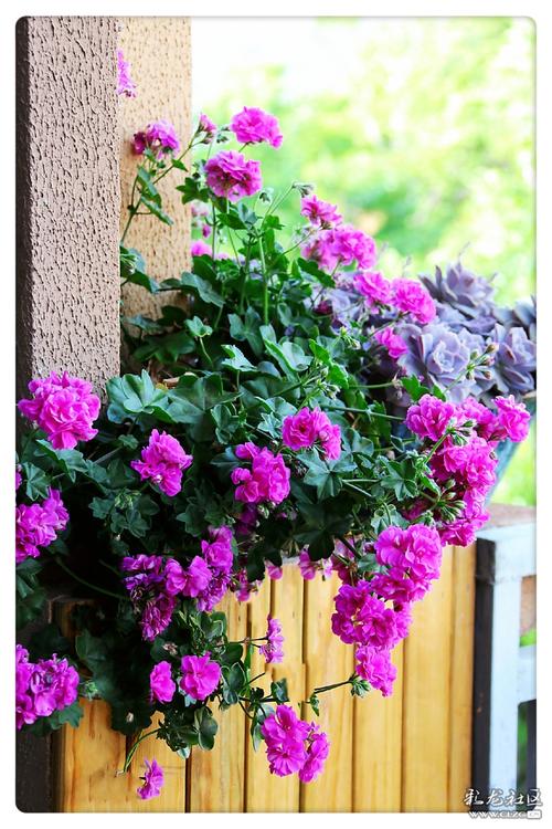 能立起来的就是直立天竺葵,蔓状的,垂吊型的就叫它蔓生天竺葵