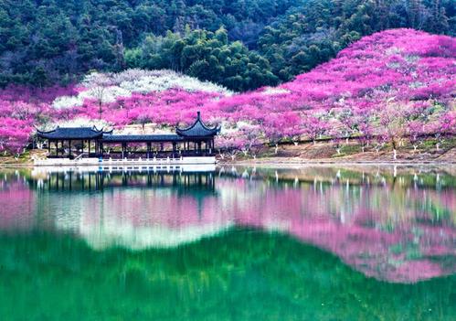 香山梅园 庞瑞和 摄