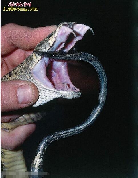 毒蛇毒牙其实,蛇毒牙是毒蛇的一种自卫武器,也是一种助消化的酶,蛇毒