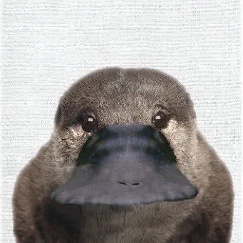 明明能躲避火灾,澳大利亚大火,为何让鸭嘴兽再次面临灭绝风波?