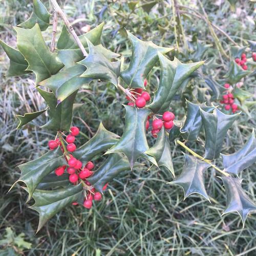 枸骨(猫儿刺)瞻园  