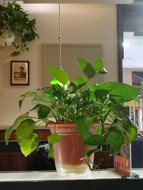 钢笔淡彩|绿萝(附素材)_钢笔淡彩_水彩画_绿萝_素材_绿植_杭州攻略