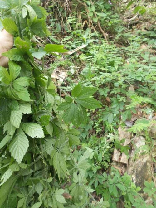 绞股蓝图片绞股蓝藤本野菜植物图片
