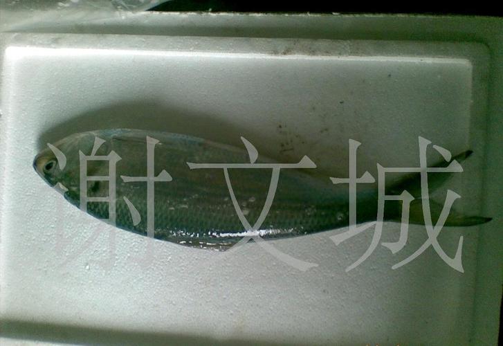 金黄色的鲥鱼小巴鱼河豚鱼长江三鲜