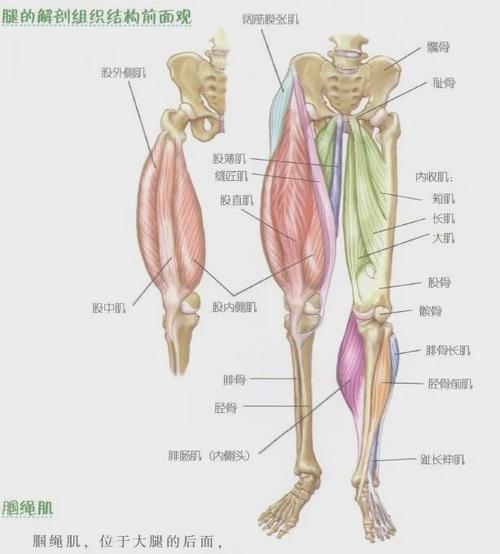一,腿部肌群   在了解腿部肌群之前,你可以摸摸自己的大腿肌肉,再