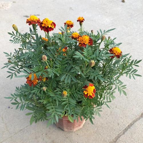 大量批发孔雀草工程绿化苗木花卉 阳台盆栽观赏植物