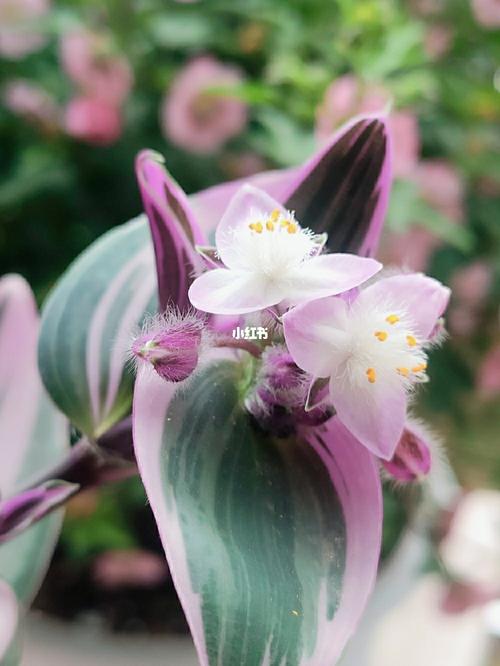 油画婚礼吊兰开花啦……_油画_婚礼_毛绒_油画婚礼吊兰_婚嫁_婚礼用品