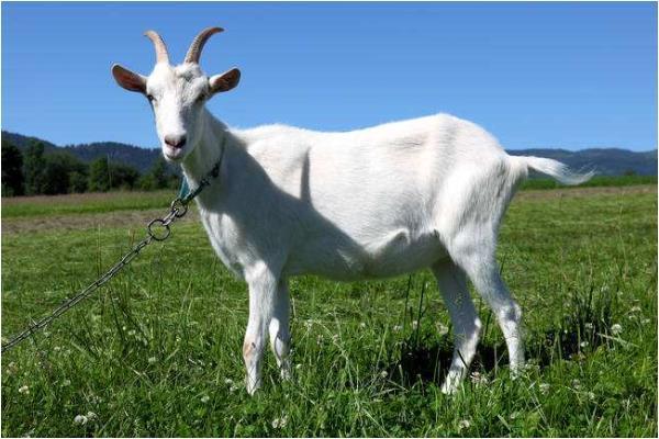 再熬一天,生肖羊一辈子最大的贵人来找你了,下半年变"