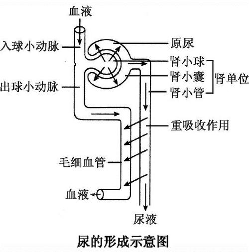 2,尿液的形成过程