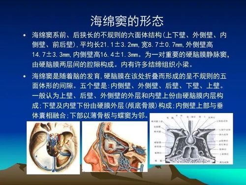 [学习资料]海绵窦的解剖