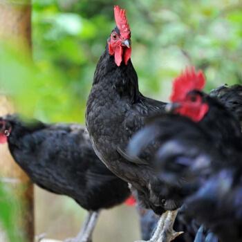 散养公鸡大土鸡大公鸡黑脚鸡散养黑脚公鸡宰杀后净重4斤