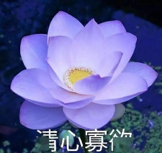 中老年佛系荷花表情包头像