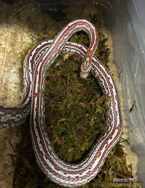 玉米蛇的品种图鉴下面这些不常见的迈阿密玉米蛇你喜欢吗