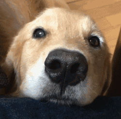 我家的大金毛,好像有点不正经,别人家的大金毛暖心暖