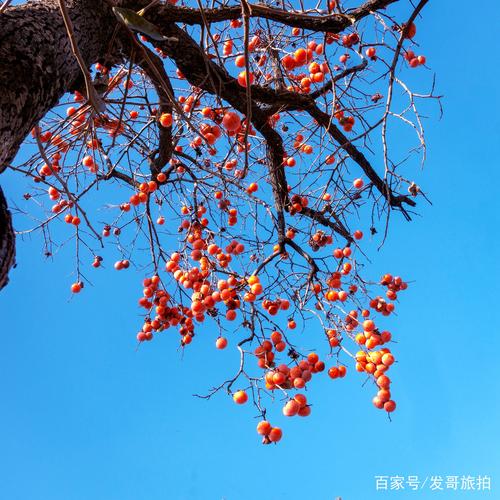 初冬时节,山里的柿子树依然挂满熟透的红柿子.