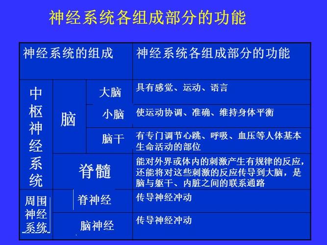 中枢神经系统(系统解剖学)