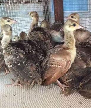 供应优质孔雀苗养殖_专业孔雀苗厂家