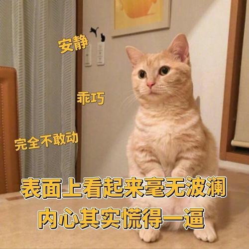 一只小橘猫的表情包_猫咪表情