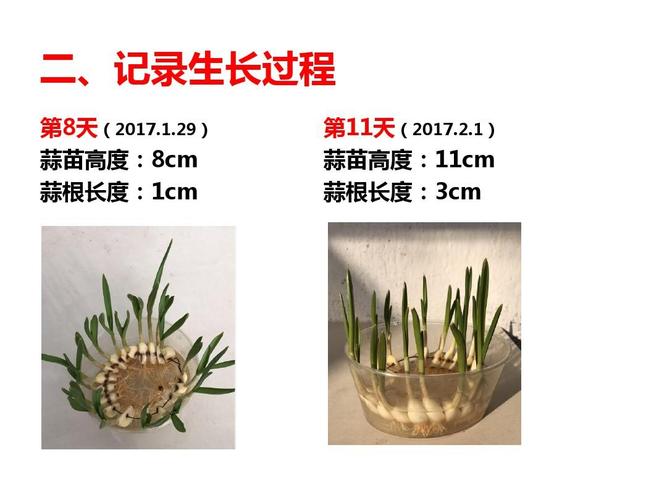 蒜苗图片生长过程