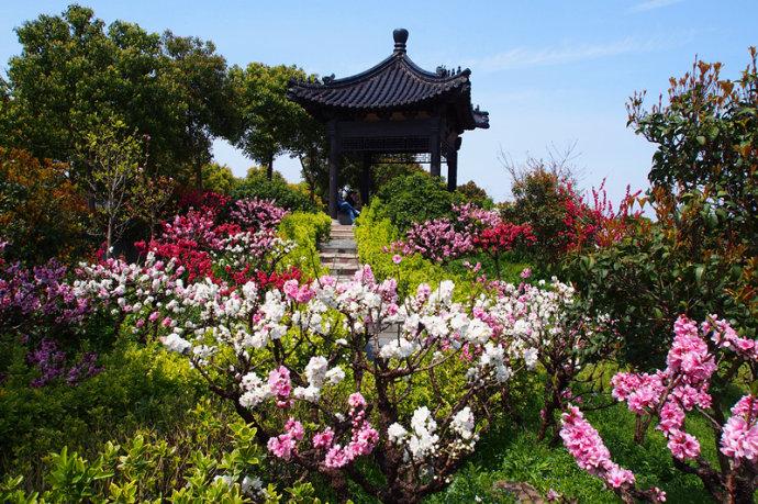转载上海南汇桃花村