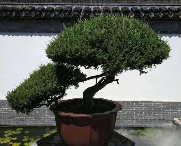 如派盆景园中,一棵一千伍佰年的松树盆景,体现出什么叫"松柏常青".
