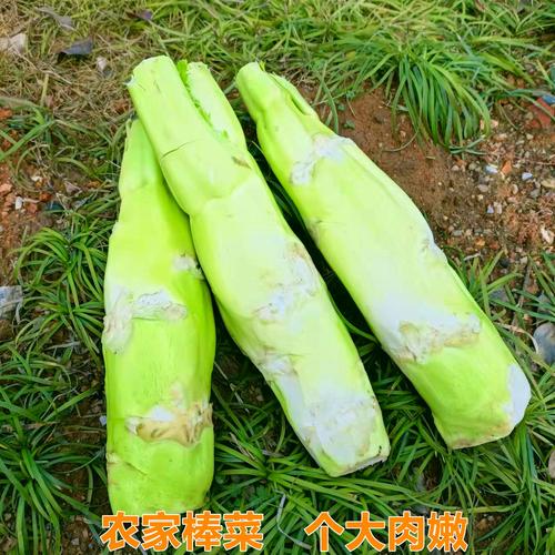 一折青菜蔬菜新鲜农家自种包邮_新鲜棒棒菜江西菜头特产棒菜农家自种
