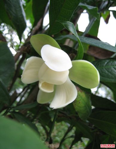 夜香木兰(夜合花)的花期,形态特征,生长习性和园林用途